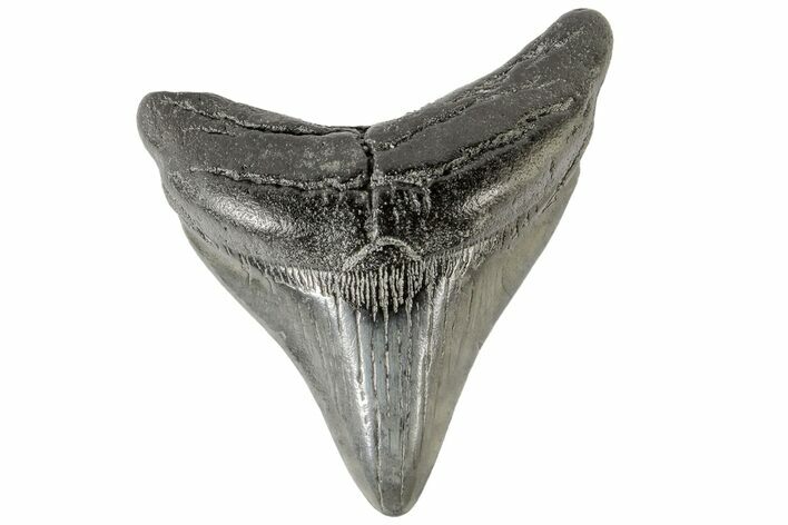 Juvenile Megalodon Tooth - South Carolina #166095